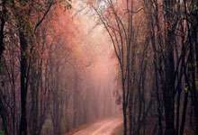 天涯论坛里的言情小说：那些年我们一起追过的爱情